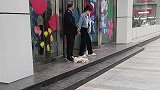 小狗真会选地方睡觉的