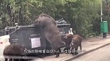 400斤野猪闯进村庄,村民合力将其制服,场面壮观！