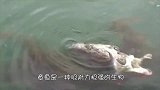 海鸥捕食章鱼遭“反杀”，被缠住动弹不得，真是偷鸡不成蚀把米！