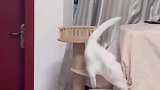猫咪做梦结果摔了下来，这下睡得更踏实了