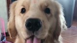 女主人对着金毛唱歌，金毛的反应也是没谁了，看完别笑！