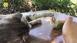 好甜！猫咪调戏小鹦鹉，使出摸头杀