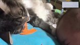 称职的猫保姆，看到小主人哭啼，伸出爪爪安慰