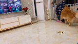 给大家看一个到点不出门遛就想办法折磨主人的金毛