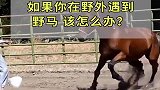 如果你在野外遇到野马,该怎么办