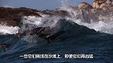 鲨鱼突然搁浅在海滩上，小伙为了救它操碎了心，网友：有勇有谋！