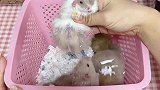 看看谁是窝霸呀