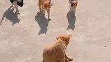 猫：前面的狗子让开点，没看见我们兄弟来了么！
