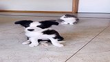 主人隔空打了狗子，后面的猫咪突然倒下了，承包我一年笑点
