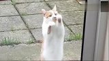 猫咪偷溜出去玩，回来进不了屋可急坏了，猫咪着急的模样太可爱！