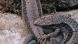 卡拉旺克山脉的熊