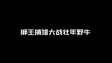 ”幼狮“初出茅庐捕杀野牛，惨遭野牛反杀，野牛：叫你爸爸来！