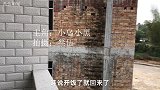 主人把新鲜杨梅分享给八哥鸟吃，小鸟真幸福，八哥吃杨梅什么反应