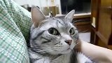 主人忽然心血来潮，两眼盯着猫什么也不做，想看猫是什么反应！
