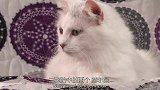小狗为了哄猫咪，露出了微笑，小猫：你别这样我害怕