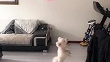 狗子：铲屎的你看我技术咋样，我可是学过杂技的！