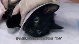 猫咪爪子中毒太深，医生拿来水蛭，还没一会儿，毒就解了！