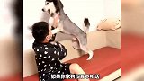 《狗最怕的七件事》你知道有什么吗？