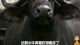 顶架的水牛不知道已被狮群盯上，打败的水牛将面对狮群围攻