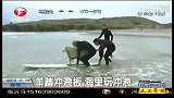 羊踏冲浪板  海里玩冲浪
