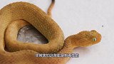 毒蛇的天敌终于出现了！吃毒蛇就像吃辣条，简直不可思议