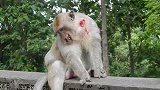 猴王争霸赛残败，看的都叫人心寒