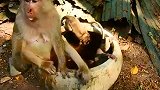 实拍：小猴子爬到水缸里游泳