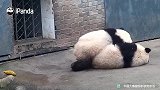 熊猫宝宝也会抢着“买单”？
