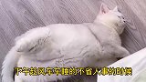 趁我家猫睡下午觉时，我偷偷跑出去约了个会！没想到还是被发现了