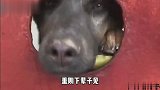 你这是学游泳啊，我还以为你学蛆呢