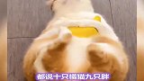 带你看看橘猪怎么一天天长胖了