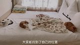 今天的睡播来喽，大橘一伸懒腰，他脚脚比我胳膊还粗。