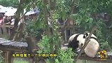 这种蛇不咬人喜欢待在土里 号称蛇界大熊猫