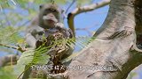 峨眉山猴子最怕的东西，拿出来一亮，猴子立刻闪一边！