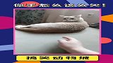 猫咪：三天不打就上房揭瓦，是不是欠揍？