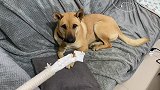 猫咪的逗猫棒被狗子啃了，铲屎官和狗面面相觑：你就当不知道啊！