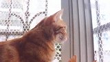 我家猫脑壳上有个神奇的开关，一摸就开始口吐芬芳，奶凶奶凶的