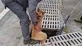 养狗千日，用狗一时