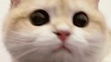 猫咪版的来了，节奏感怎么样