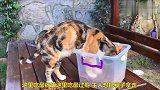 猫咪吃食物，真是拼了老命了，太搞笑了