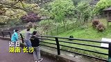 男子动物园与猩猩“尬舞”，被对方扔石头反击