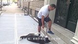 二哈和鸭子结伴离家出走，面对这两蠢货，主人都哭笑不得