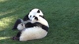 两大熊猫四脚朝天的躺在草坪上吃东西，一点都不注意形象