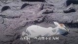 从泥巴里捞出一条小狗，洗干净一看吓了一跳，这哪里是狗啊！