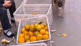 感觉这是最文明的最有素质的土匪