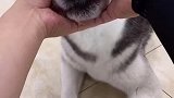 吃得苦中苦，方为狗上狗