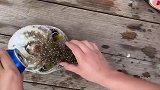 奇怪的知识又增加了！小伙居然给河豚喝可乐