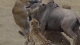 母羚羊看到猎豹捕杀他的幼崽时，完全束手无策