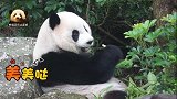熊猫宝宝圆仔：我喜欢自己胖成球的样子，你们喜欢吗？
