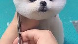 乖宝宝，剪毛一动不动